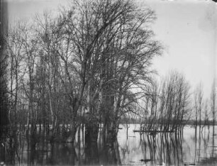 Überschwemmung : Wohl Serbien. Bäume in einer überschwemmten Landschaft.