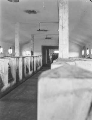 Stall : Blick in einen Stall.