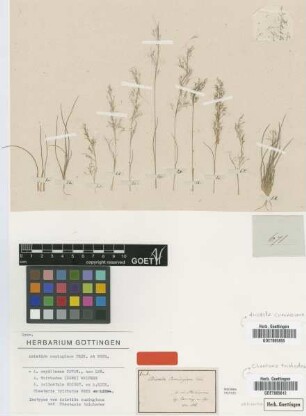 Chaetaria trichodes Nees [isotype]