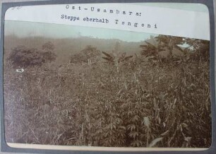 Ost-Usambara. Steppe oberhalb Tengeni
