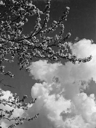 Wolkenbilder. Wolken hinter blühenden Zweigen