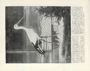 Japanischer Storch