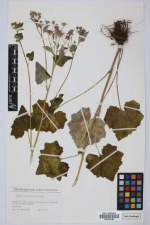 Senecio echinatus (L.f.) DC.