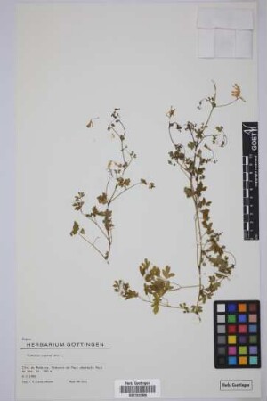 Fumaria capreolata L.