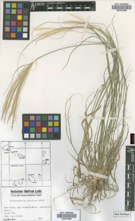 Schoenefeldia gracilis Kunth