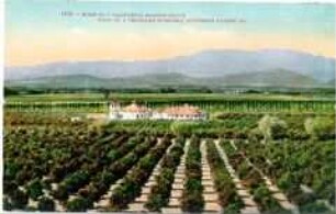 Orangenplantage in Kalifornien