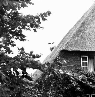 Schlamersdorf: Storchennest: darin Jungstörche: darüber Storch im Anflug: rechts Reetdach und Giebel eines Hauses: vorn und links Baum