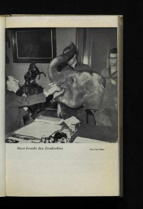 Muru besucht den Zoodirektor