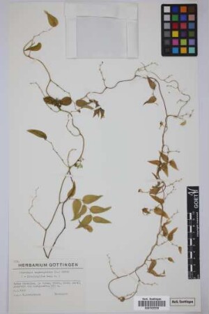 Asparagus asparagoides (L.) Druce