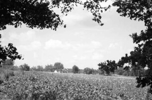 Nepotrowo: Haus Olschewski, hinter Mohnfeld