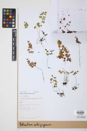 Adiantum orbignyanum Mett.