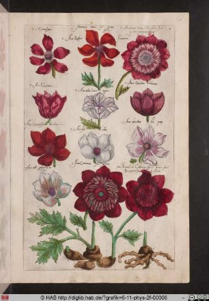 [Anemonen]