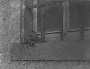 Gartenrotschwanz : Rochlitzer Berg, Gartenrotschwanz (Phoenicurus phoenicurus L.), adulter Vogel am Nest mit Jungvögeln.