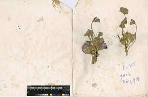 Malvaceae Alcea acaulis Cavanilles, Antonio José (1745 - 1804) [Sar'a]