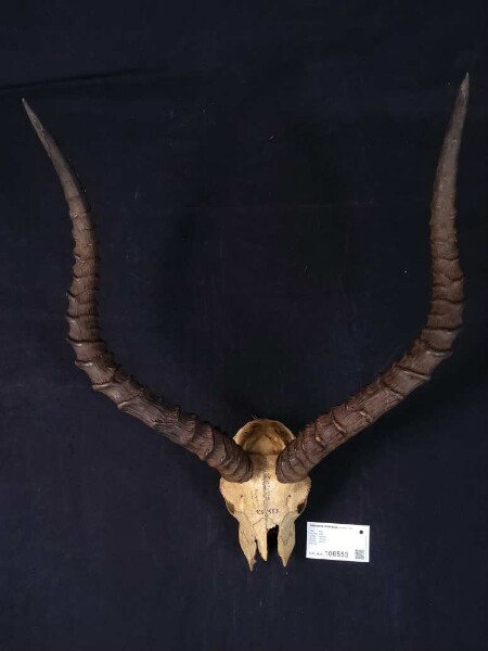 Aepyceros melampus, Mkalamo, Tanzania