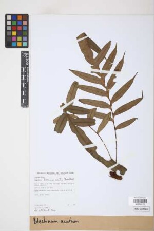Blechnum acutum (Desv.) Mett.
