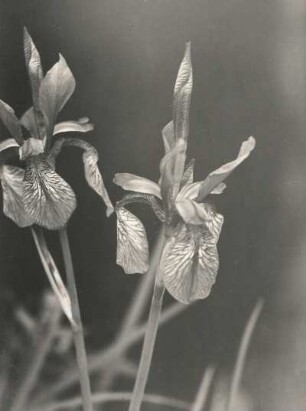 Sibirische Schwertlilie (Iris sibirica), auch Wiesen-Schwertlilie. Blüte, wohl im Osterzgebirge bei Bad Gottleuba