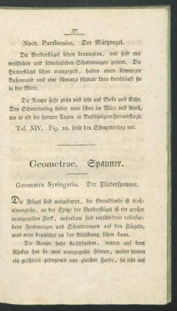 Geometrae. Spanner.