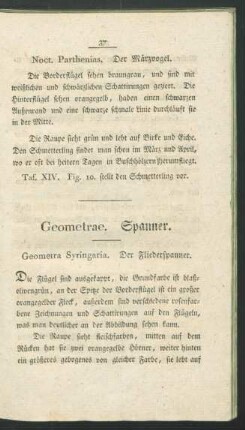 Geometrae. Spanner.