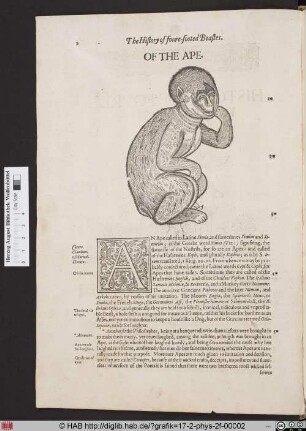 Of the Ape.