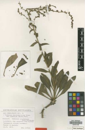 Verbascum cylindraceum Freyn & Sint.