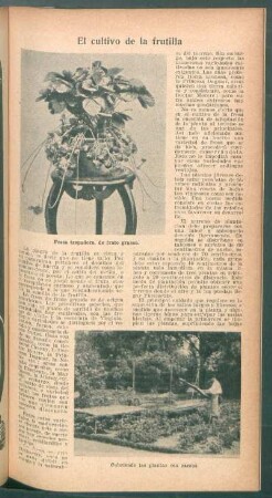 El cultivo de la frutilla