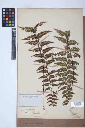 Asplenium radicans