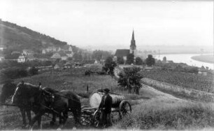 Auftrag Schulmuseum Dresden. Serie "Elbe". Groß Zernosek (Velké Žernoseky). Ortsteilansicht mit Kirche. Blick über einen Weinberg und zum Elbbogen. Ansicht mit Pferdefuhrwerk im Vordergrund