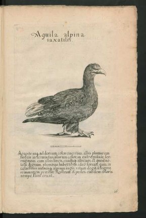 Aquila alpina saxatilis