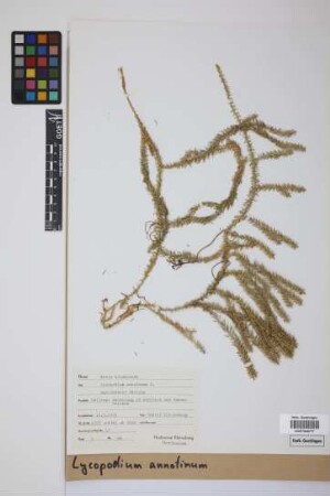 Lycopodium annotinum annotinum L.