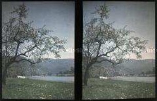 Am Ufer des Neckar in Heidelberg