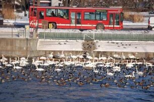 Stockholm - Schwäne und Enten : Schwäne und Enten + roter Linienbus an der Strömbron-Brücke im Zentrum, aufgenommen 2006 in Stockholm