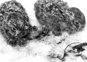 Mitten im Winter. Die beiden Wildkaninchen wurden bei Duvenstedt gefunden