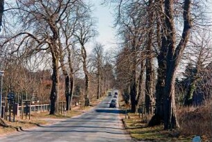 Allee: Kastanienallee, Nachpflanzungen: Autos: vorne links Schild "Allee 40": 13. März 2003