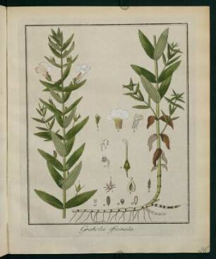 26r, Gratiola officinalis