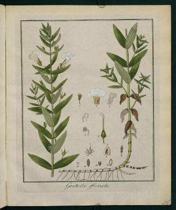26r, Gratiola officinalis