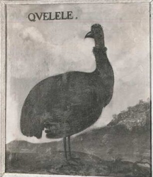QVELELE Nandu (Rhea sp.)