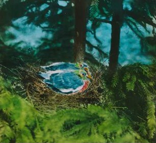 Vögel. Ringeltauben (Columba palumbus) im Nest