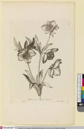 Helleborus Niger flore viridi B.