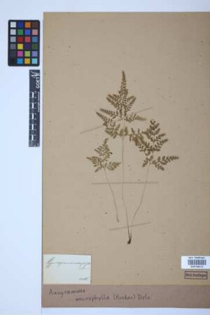 Anogramma microphylla (Hook.) Diels