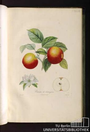 Pomme de chataignier.