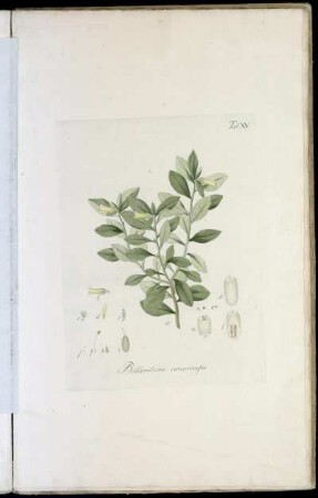 Tab. XV Billardiera canariensis