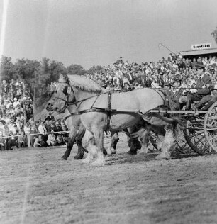 Moritzburger Hengstparade. Pferdegespann (wohl Hafflinger)