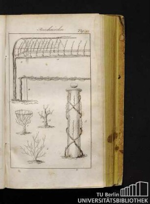 Taf. 11. Beschneiden.