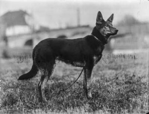 Deutscher Schäferhund : Portrait eines Schäferhundes.