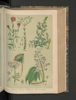 Medical Plants. Plate No.10.
