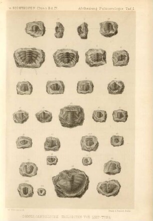 Dames, Cambrische Trilobiten von Liau-tung