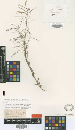 Sisymbrium wallichii Hook.f. & Thomson [syntype]