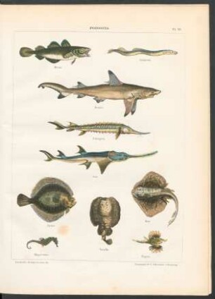 Tafel 26. Poissons.