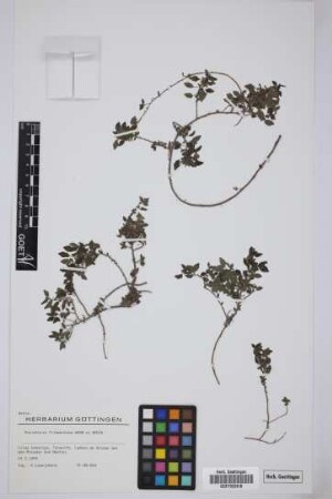 Parietaria filamentosa Webb & Berth.